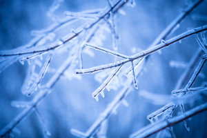 frosty tree branch in winter