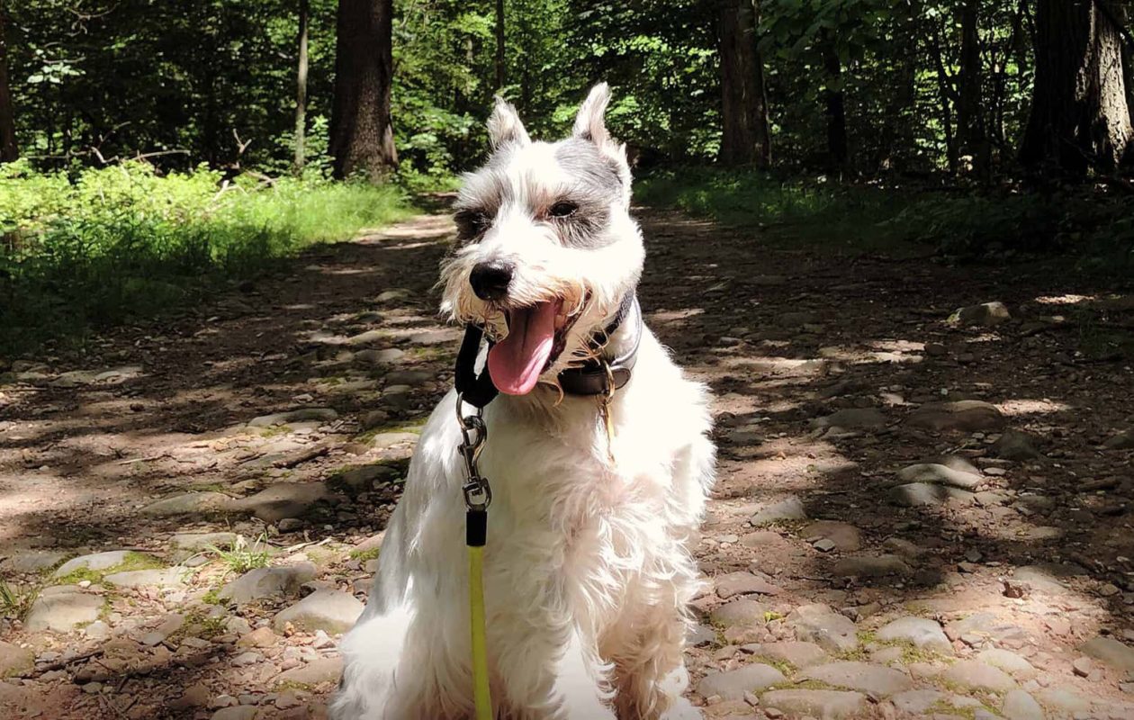 happy dog sitting on a path through trees in the sunlight