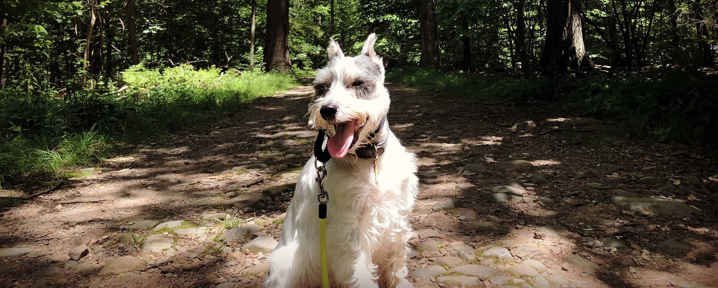 happy dog sitting on a path through trees in the sunlight