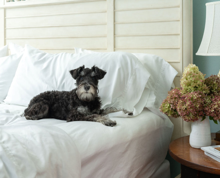 A dog laying on a bed in a dog friendly inn in Cooperstown, NY